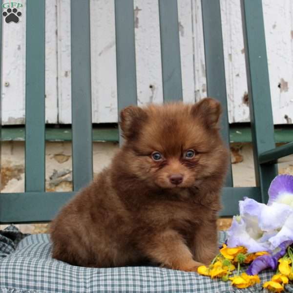 Bently, Pomeranian Puppy